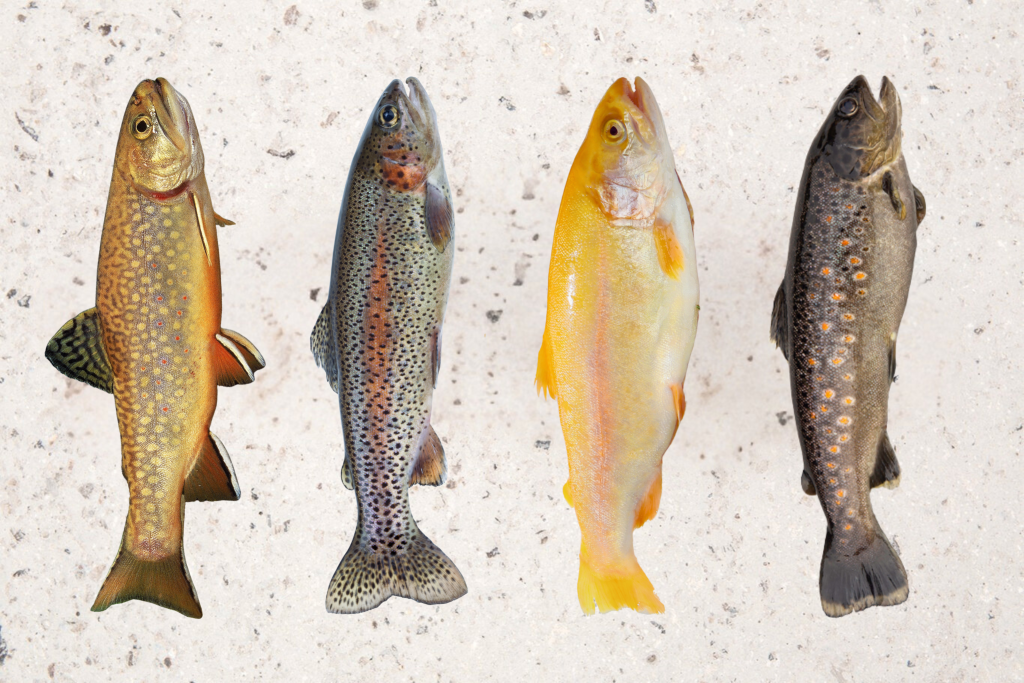 Poissons pisciculture Vivier Kot - Vatierville